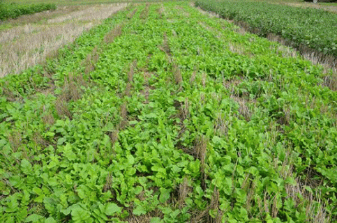 cover-crops-hays-2