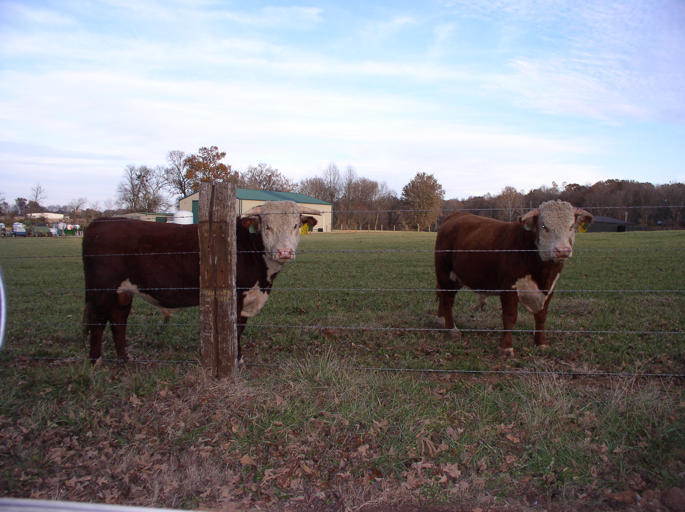 interior cross fencing